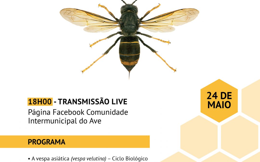 Deteção e combate à vespa velutina na CIM do Ave – sessão pública